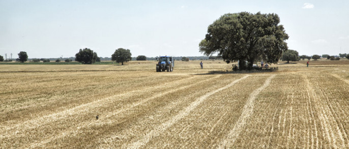 Cereales recolección (Foto Coop AgroAlimentarias CLM)