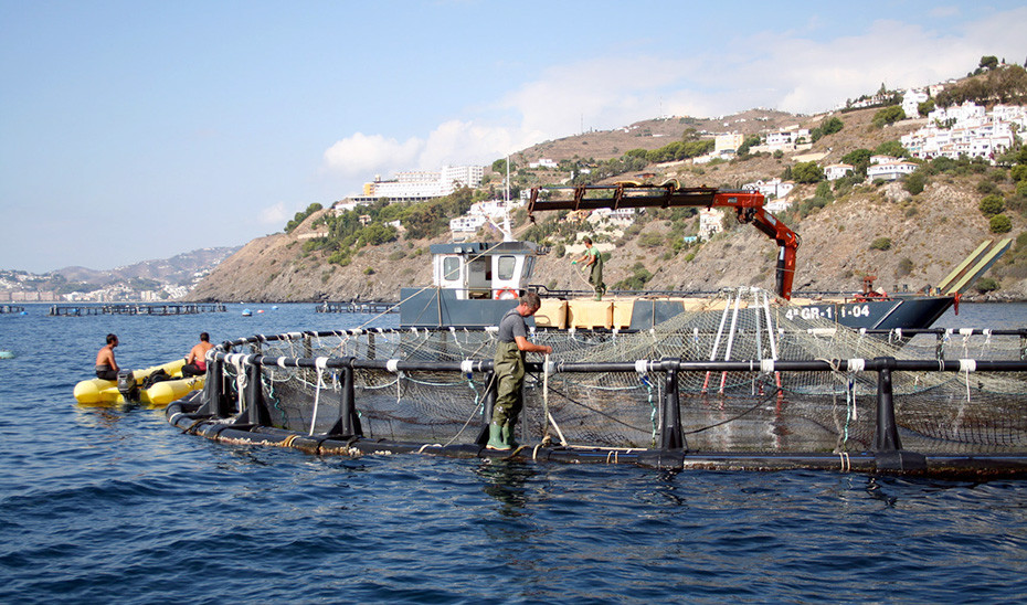 Trabajadores sector acuu00edcola acuicultura pesca (Foto Junta de Andalucu00eda)
