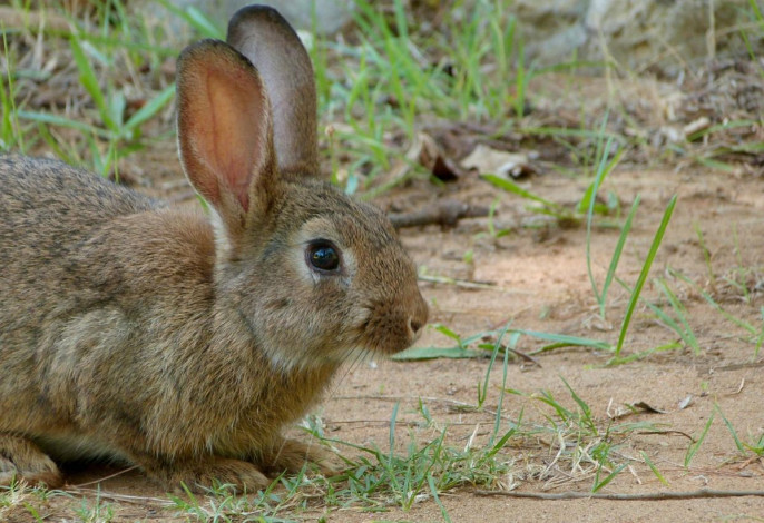 Conejo de campo (Foto Gobierno CLM)