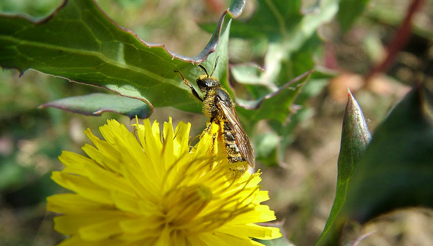 Abeja Lasioglossum Mallacharum (Foto CarloPolidori UCLM)