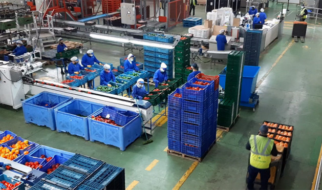 Trabajadoras en la envasadora de una empresa pimentera dedicada a la exportación (Foto Junta de Andalucía)