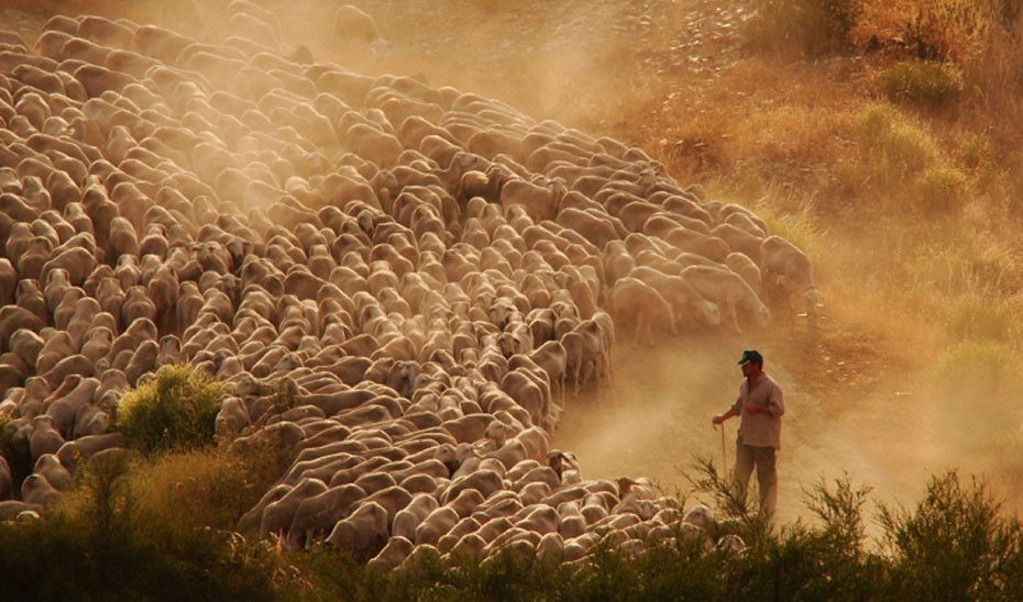 Un pastor guiando un rebau00f1o de ovejas (Foto Junta de Andalucu00eda)