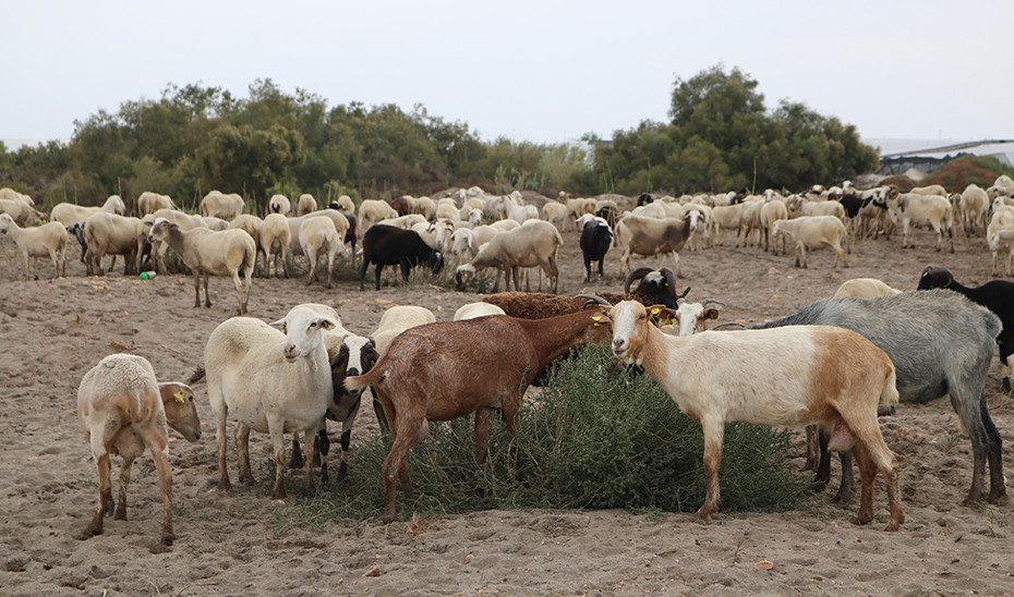 Rebau00f1o de cabras pastendo en tierras almerienses (Foto Junta de Andalucu00eda)