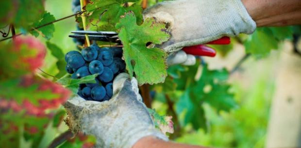 Productor uva vino para web