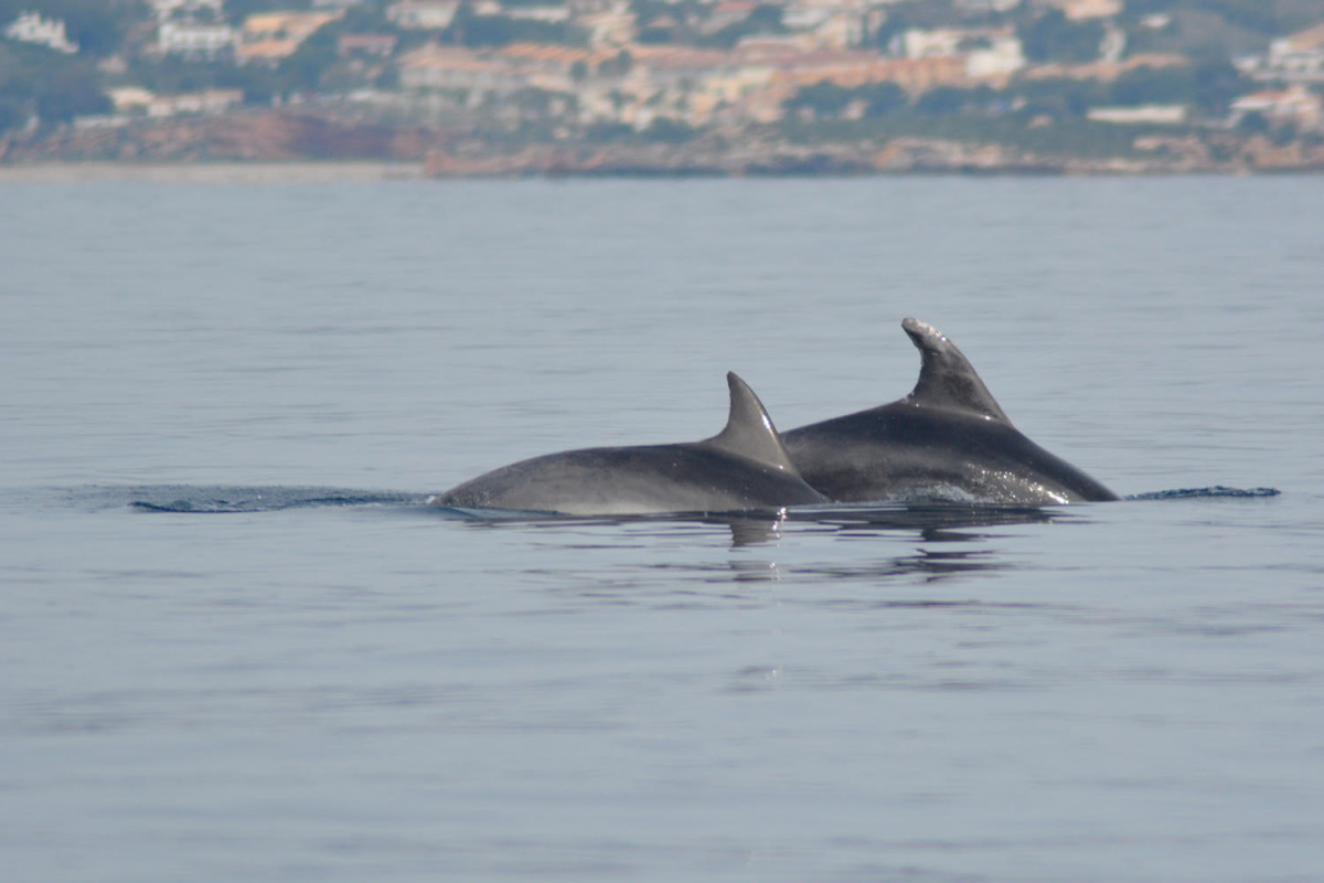 Delfines junto a la almadra. Uno de ellos es TT831 (Foto P.Garcu00eda ANSE)