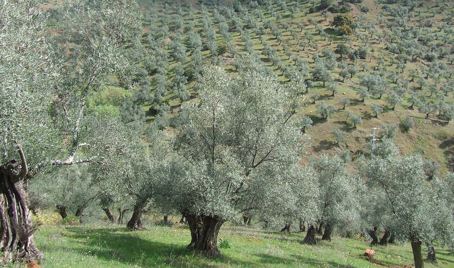 Olivos en el campo jiennense (Foto Junta de Andalucu00eda)