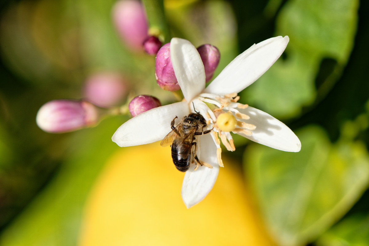 Flor azahar limonero abeja polinización (Foto Ailimpo)