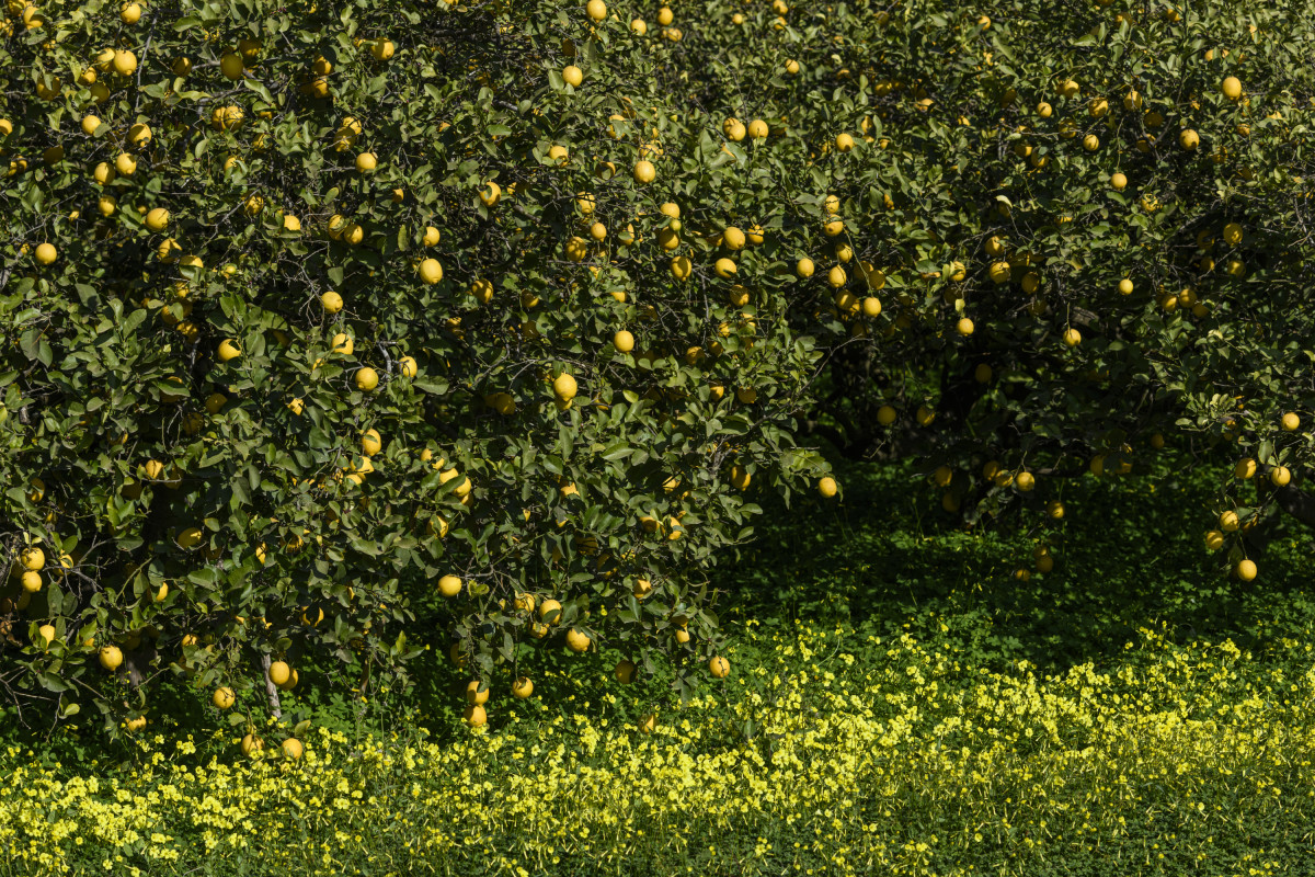 Huerto de limoneros (Foro Ailimpo)