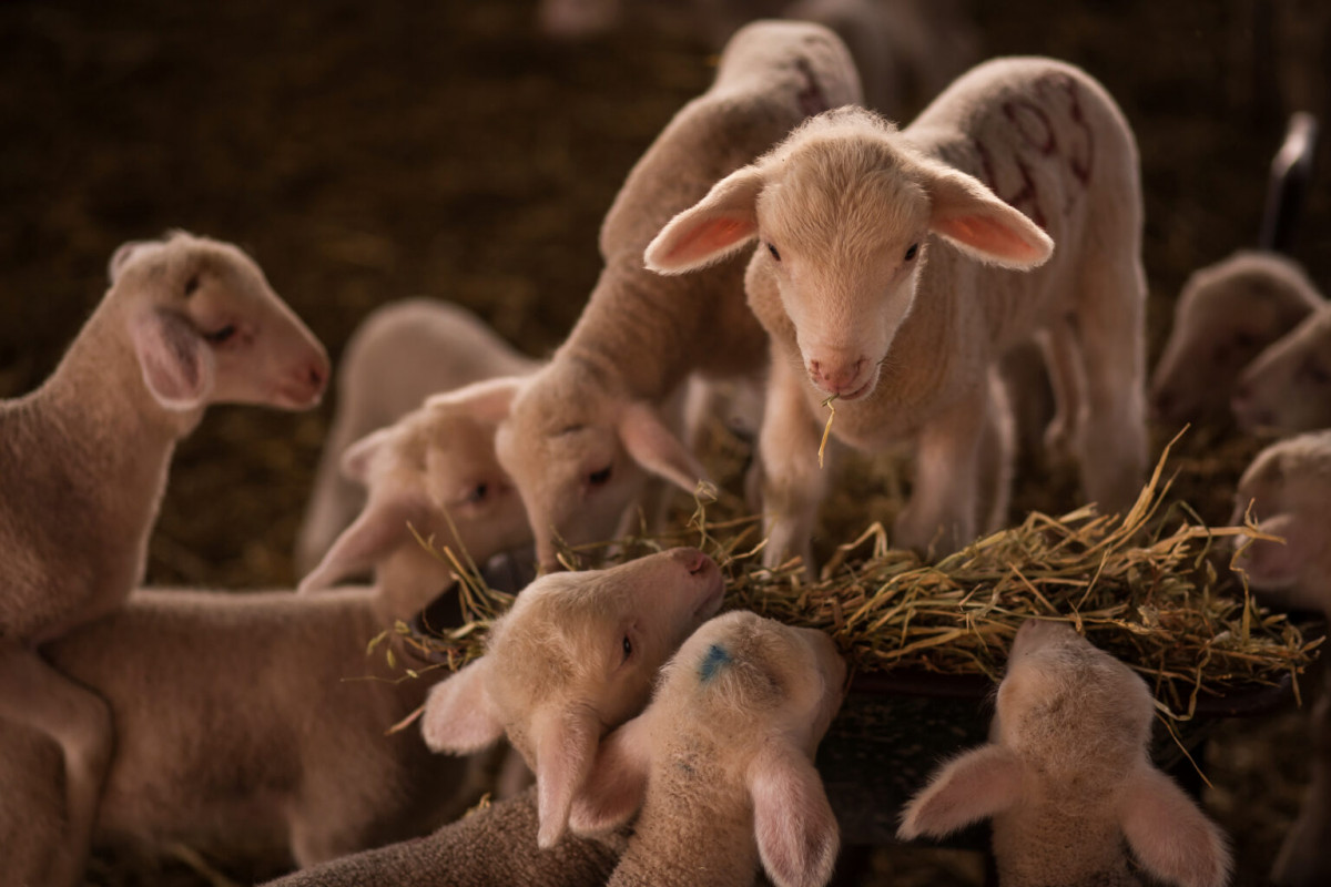 Corderos australianos oveja merina (Foto Fuente de los Romeros)