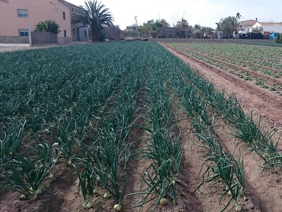 Campo de cebollas cultivo (Foto AVA Asaja)