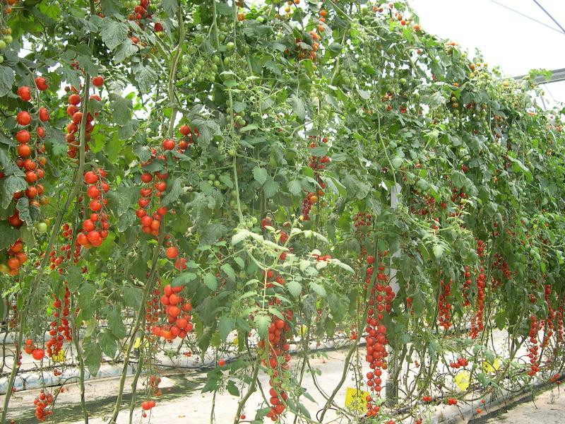 Tomate invernadero (Foto Fepex)