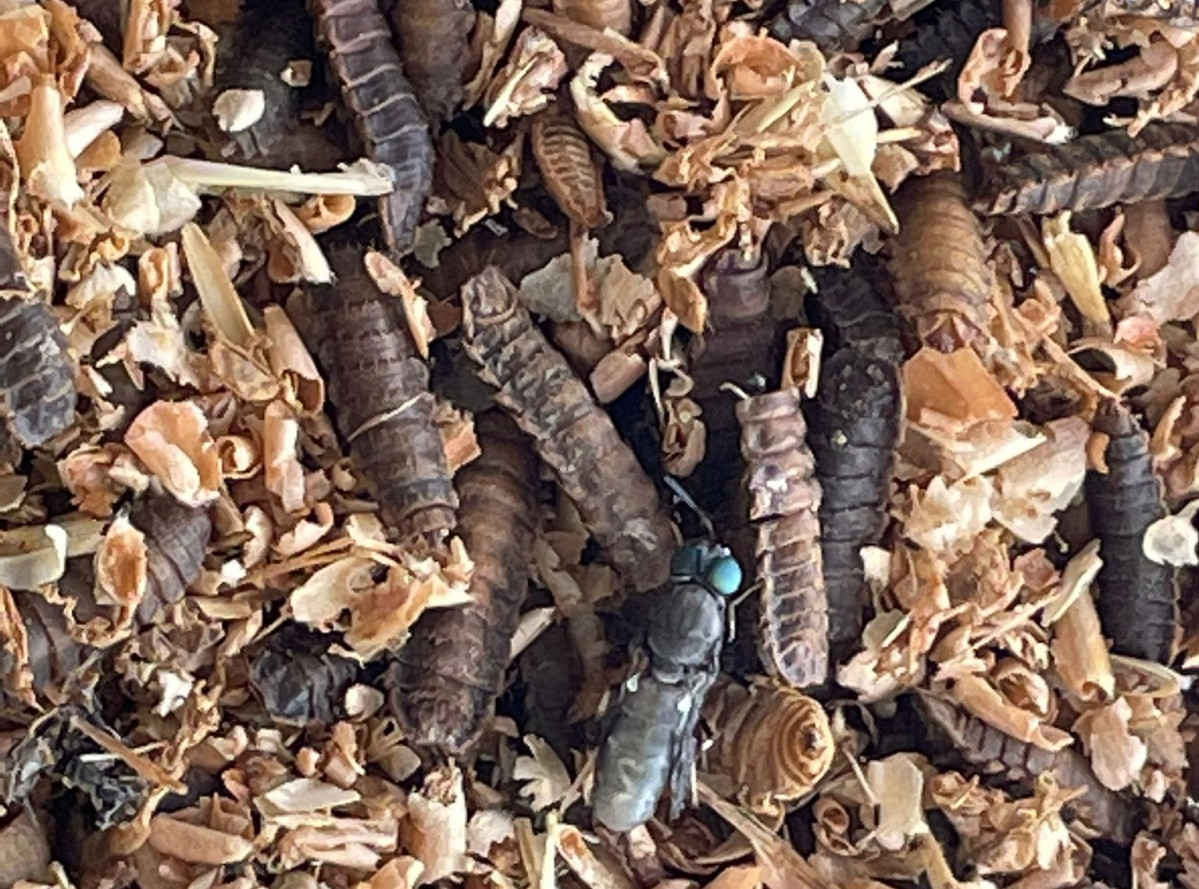 Bioentonomy investigación insectos restos hortofrutícolas (Foto AMSlab)