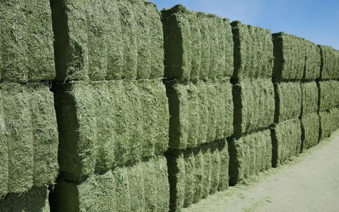 Pacas alfalfa deshidratada (Foto Coop Agroquivir Aefaweb)