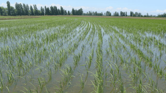 Cultivo arroz (Foto La Unión Extremadura)