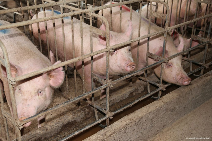 Cerdos granja porcino jaula (Foto EuroparlEuropaEU)