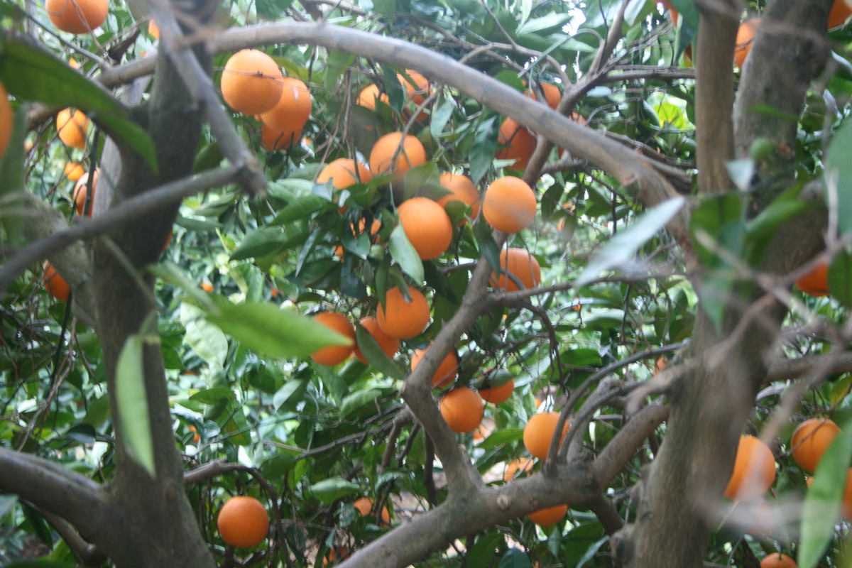 Naranjas árbol (Foto Asaja Córdoba)