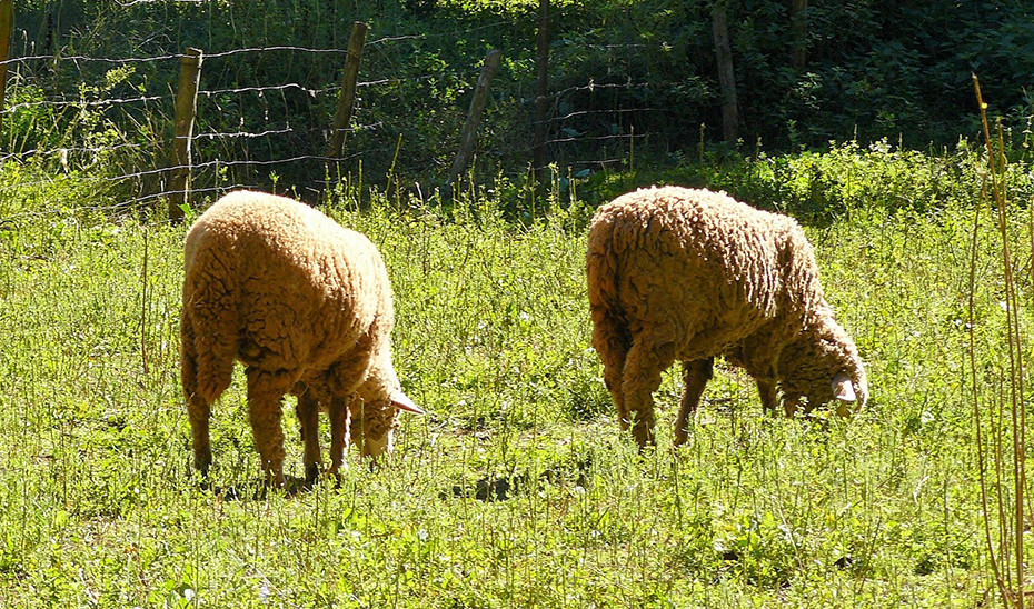 Ganado ecologico ovino (Foto Junta de Andalucía)