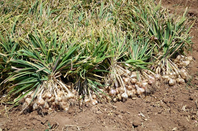 Ajos cosechados (Foto Junta de Andalucía)