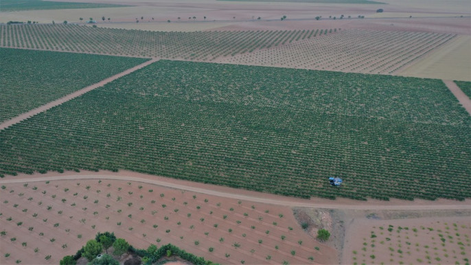 Inicios de la vendimia 2021 en La Mancha chardonnay (Foto DO La Mancha)