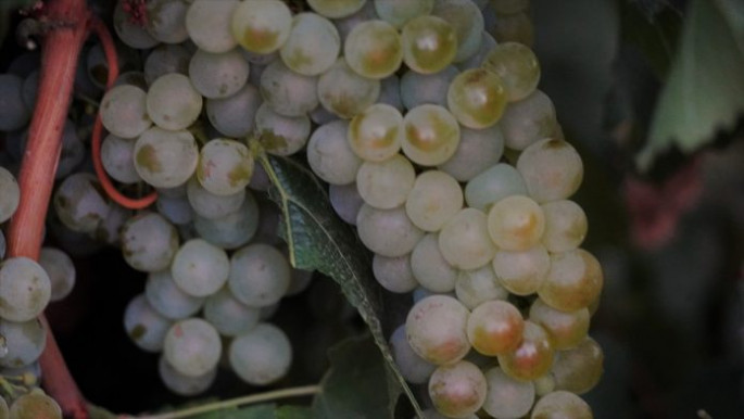 Variedad chardonnay en la vendimia (Foto DO Castilla La Mancha)
