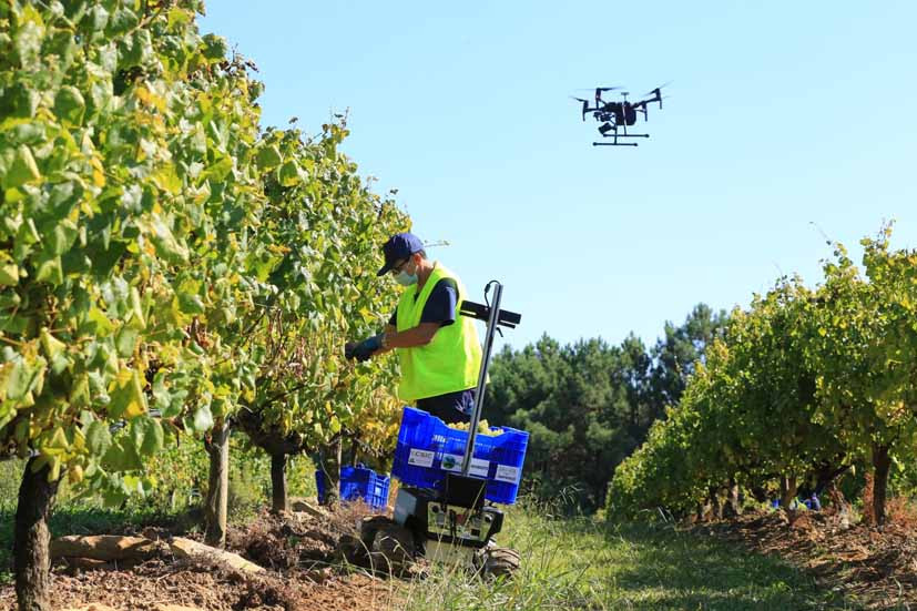 Vendimia con robots y drones (Foto Terras Gauda)