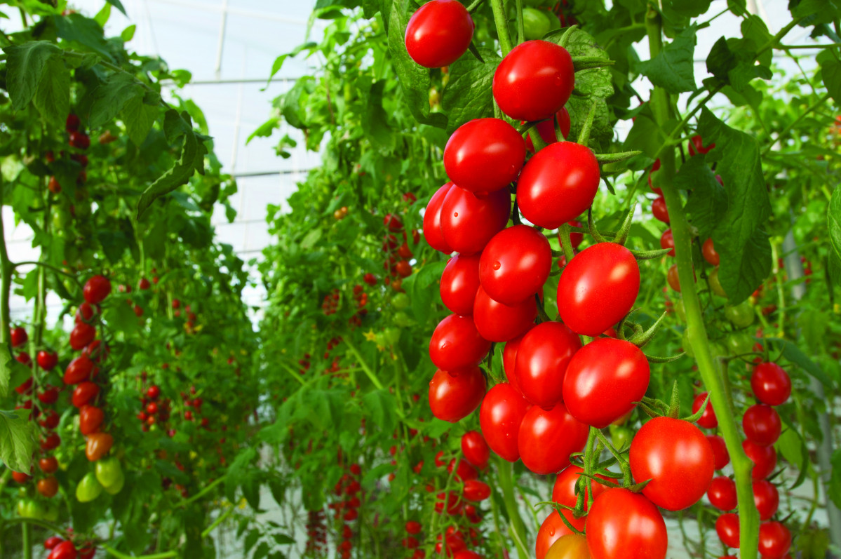Tomato farm min (1)
