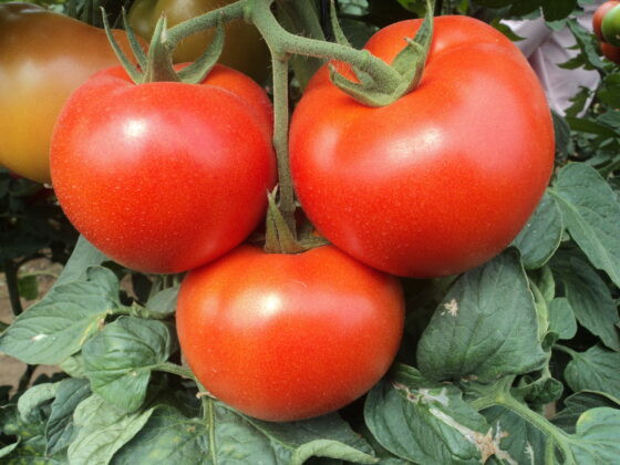 Tomate planta (foto Asaja Almería)