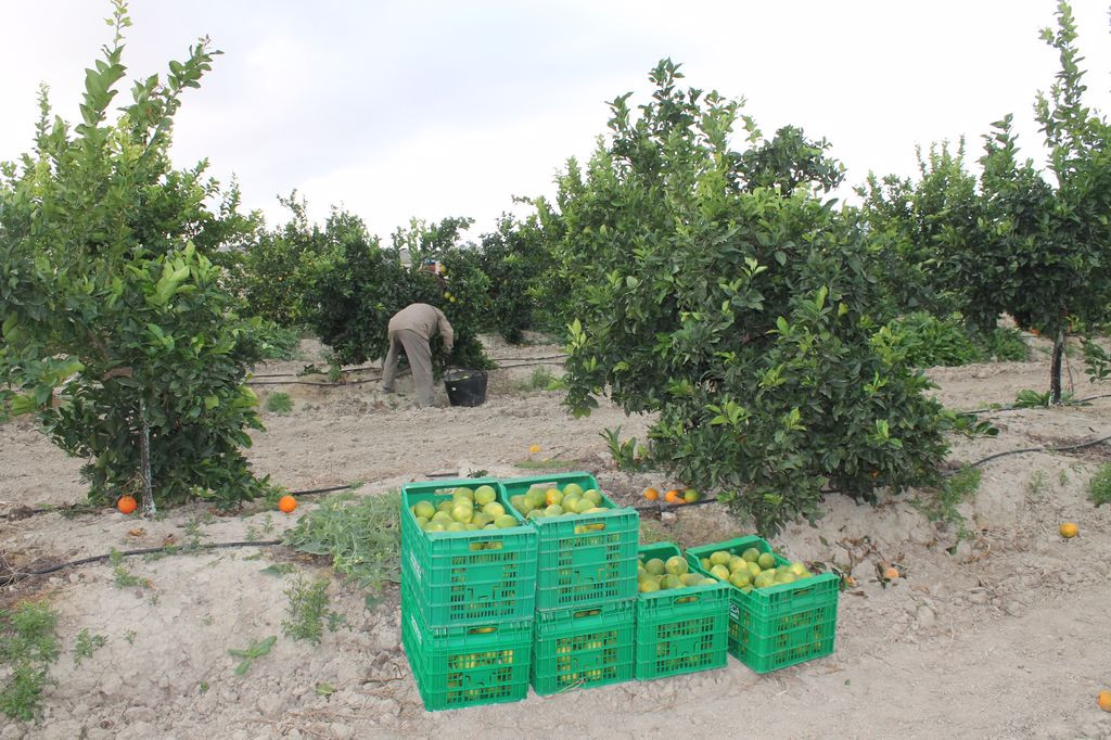 Recogida cosecha limón limones jornaleros (Foto Asaja Alicante)