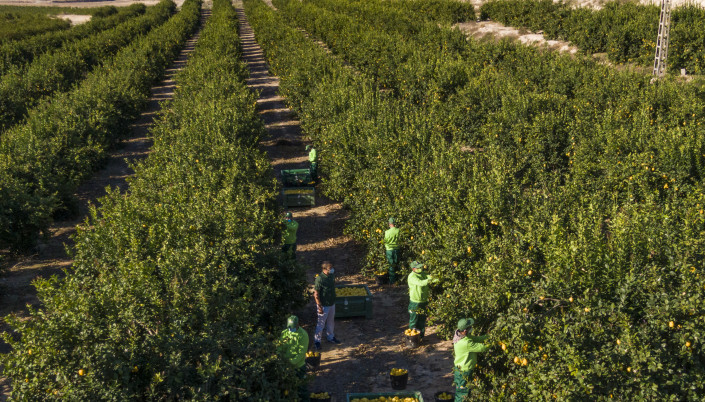 Recogida limones campo limón jornaleros (Foto Ailimpo)