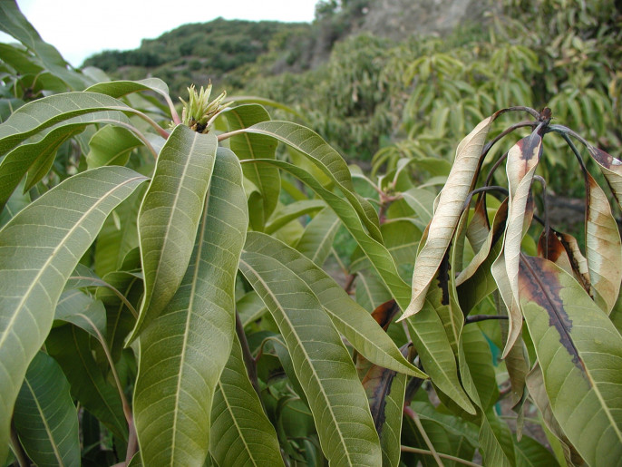 Bacteria fitopatógena del mango (Foto La Mayora CSIC UMA)