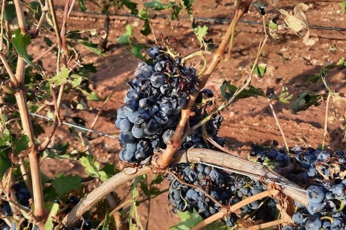 Uva de vino Siniestrada La Mancha Edit (Foto Agroseguro)