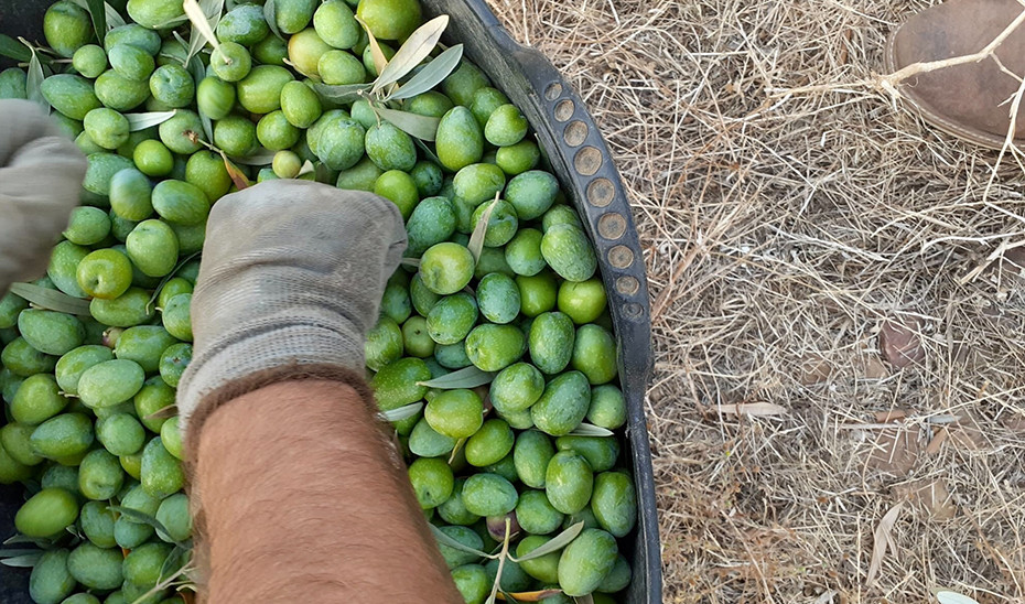 Manos de Agricultor Verdeo aceituna (Foto Junta de Andalucía)
