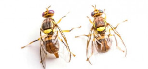 Adultos mosca de la fruta oriental Batrocera dorsalis (Foto Junta de Andalucía)