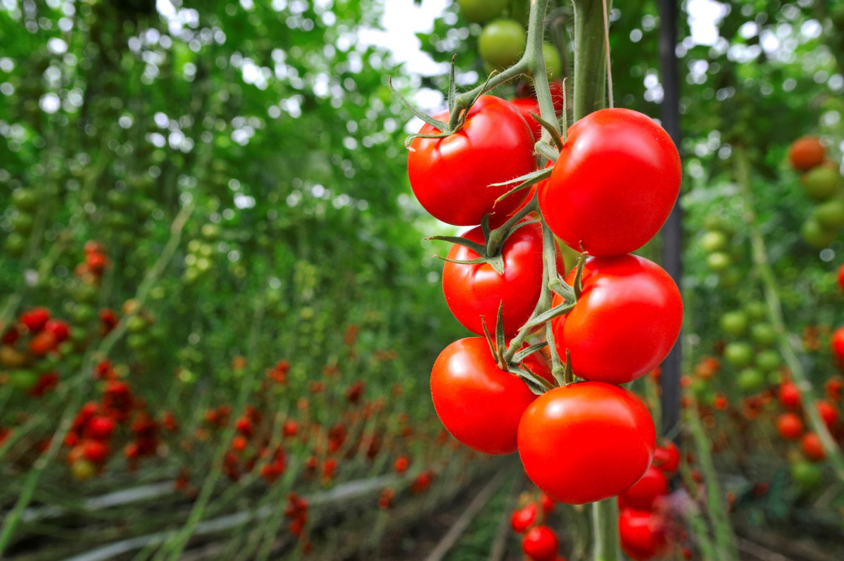 Cultivo tomate invernadero (Foto CUTE)