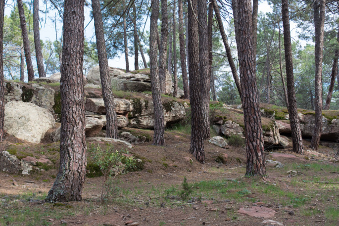 Pinar bosque de pinos (Foto MAPA)