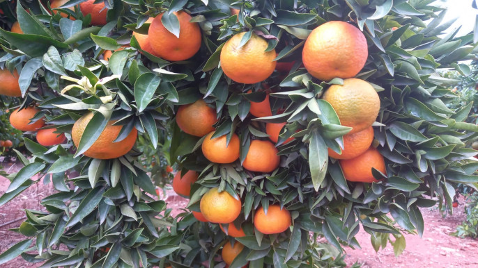 Clemenules en el campo mandarinas (Foto La Unió)