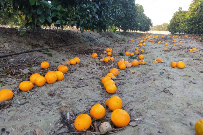 Naranjas en el suelo sin recoger cosecha 1 (Foto Asaja Alicante)