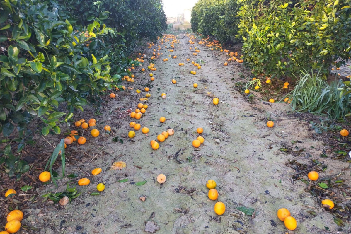 Naranjas en el suelo sin recoger cosecha 2 (Foto Asaja Alicante)