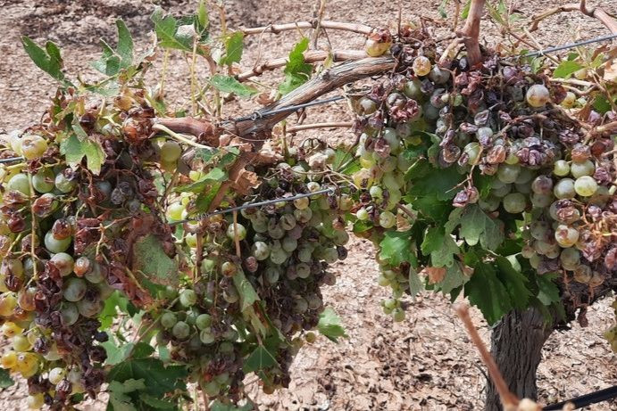 Daños uva de vino siniestrada (Foto Agroseguro)