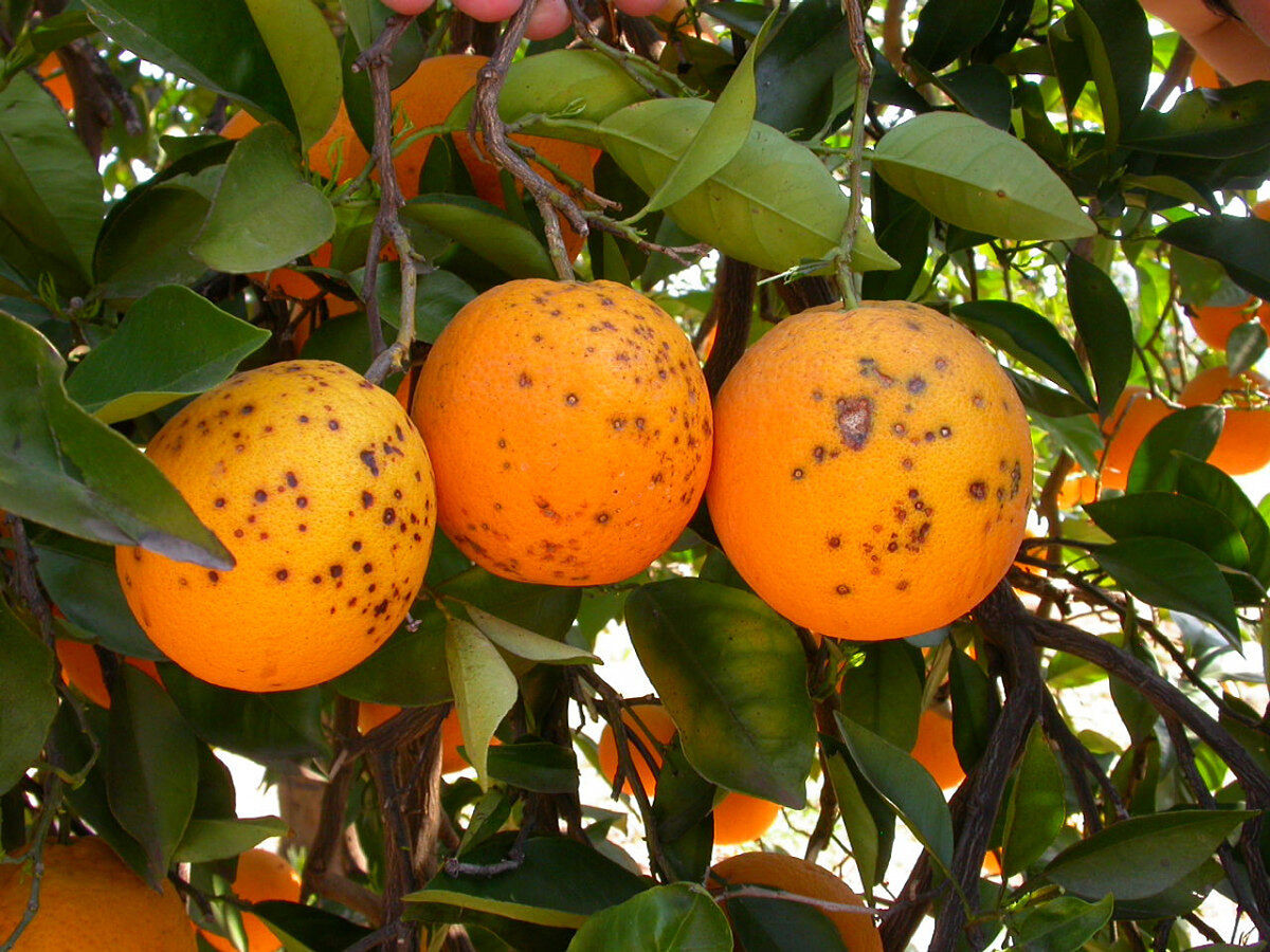 Naranjas con plagas