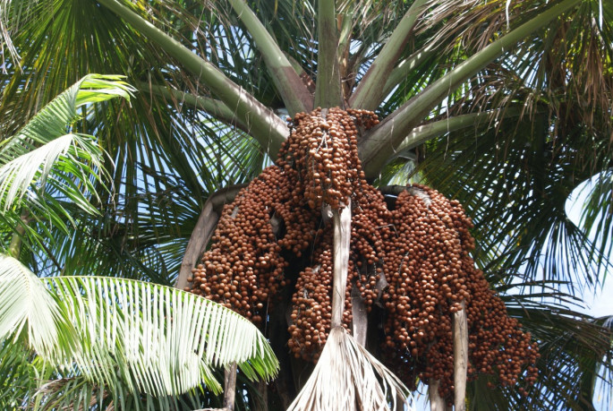 Picudo rojo palmeras datileras (Foto Glen Biotech)