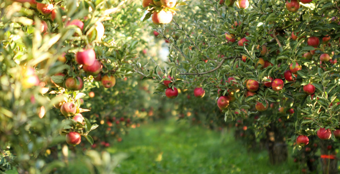 Árboles frutales (Foto Agroseguro)