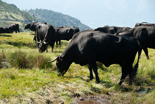 Vacas ganadería familiar vacuno (Foto UPA)