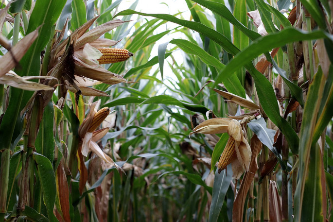 Maiz en mazorca campo cultivo (Foto Pxby)