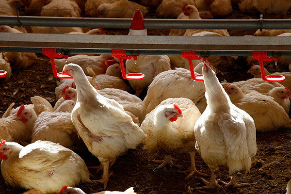 Pollos en una granja avícola aves (Foto Joaquín Terán UPA)