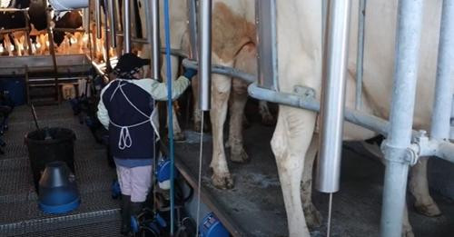 Ganadería vacas ordeño leche (Foto Unions Agrarias redesFB)