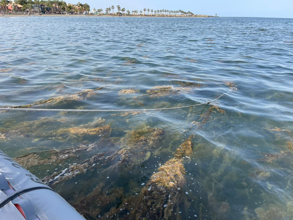 Mar Menor 2 proliferación de algas abril2022 (Foto Ayto Los Alcázares)