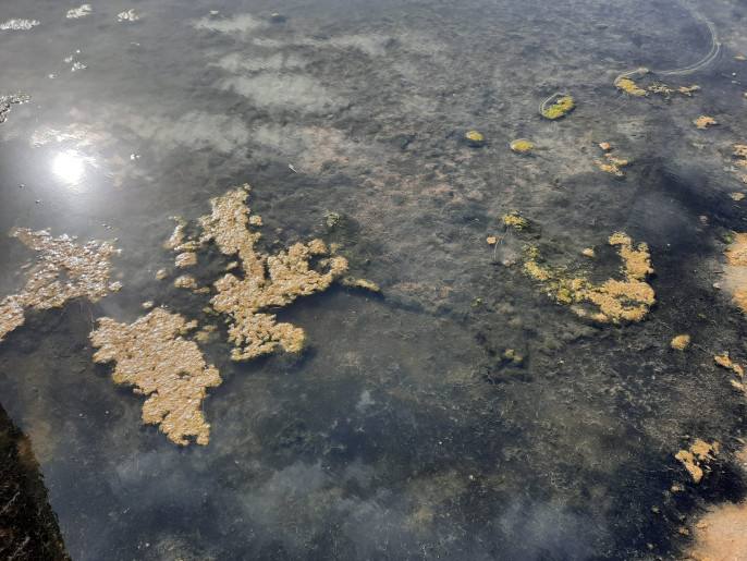 Algas descomposición ova podrido playa Punta Brava LosUrrutias (Foto C.Guardia)
