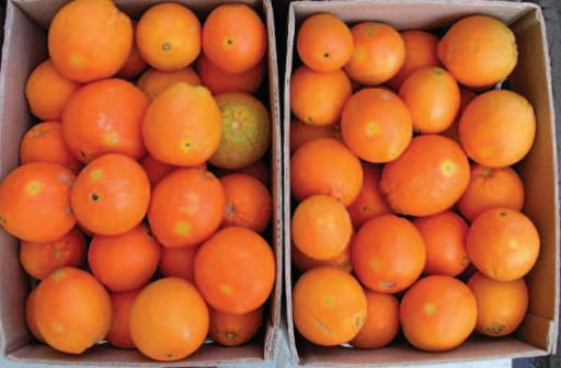 Cítricos dañados falsa polilla naranja (Foto Junta de Andalucía)