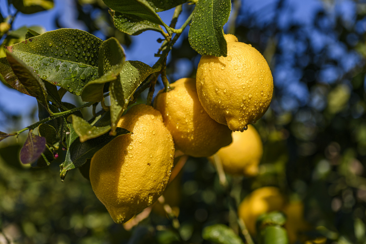 Limones en árbol limón (Foto Ailimpo)